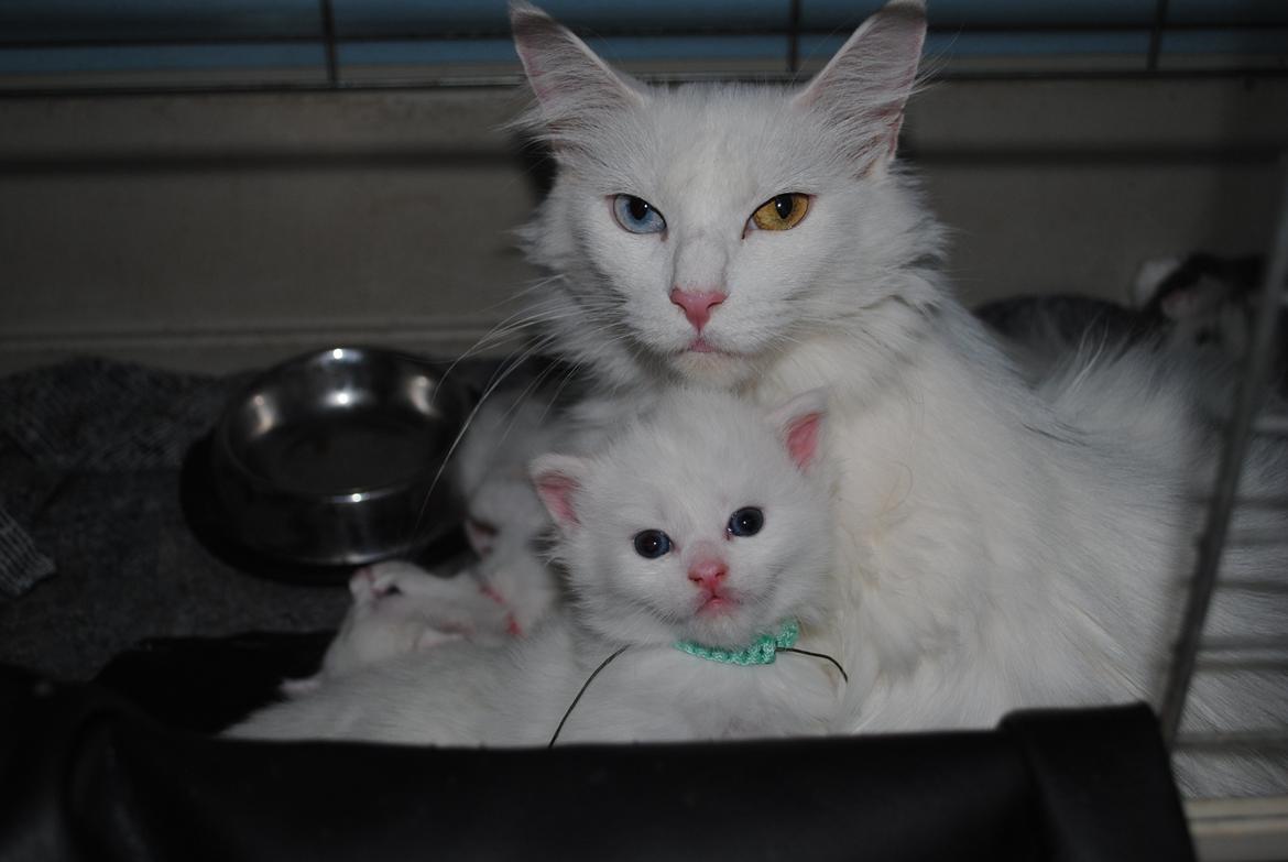 Maine Coon Baby billede 5