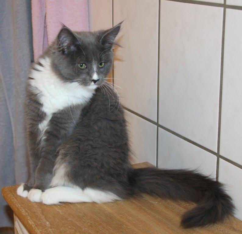 Maine Coon Lotus billede 11