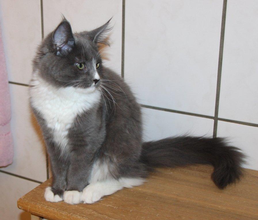 Maine Coon Lotus billede 15