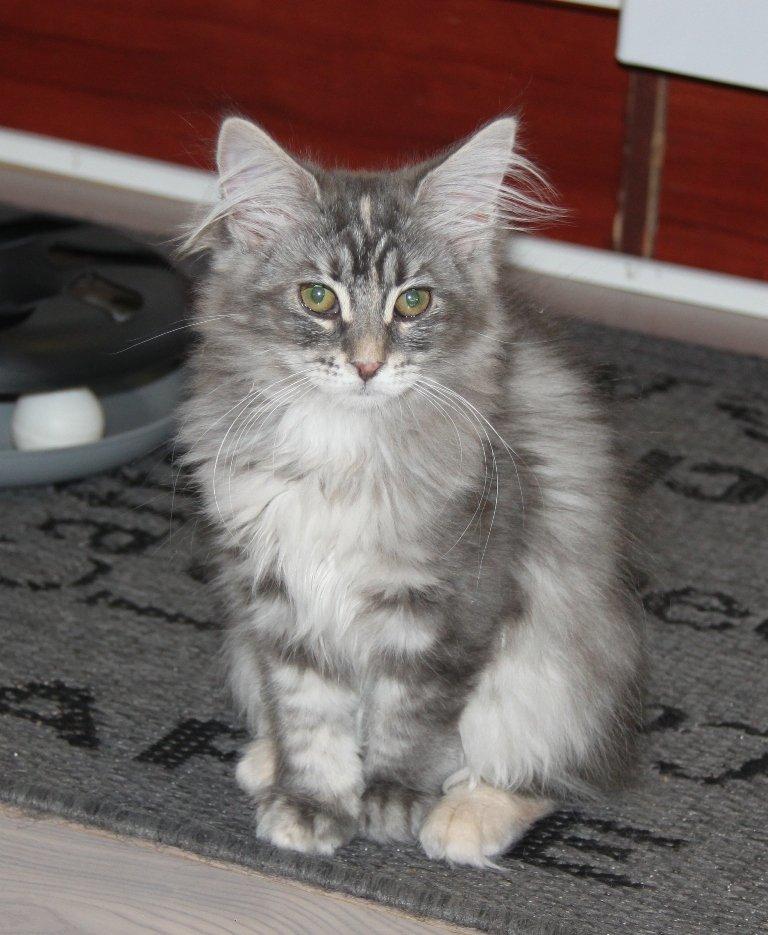 Maine Coon Penny *Sov sødt* billede 3