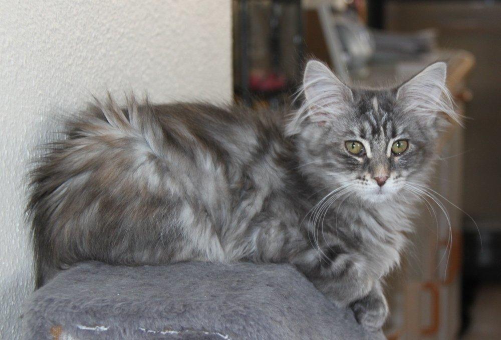 Maine Coon Penny *Sov sødt* billede 2