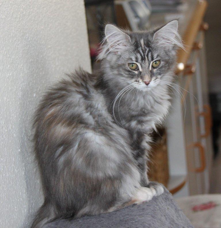 Maine Coon Penny *Sov sødt* billede 5