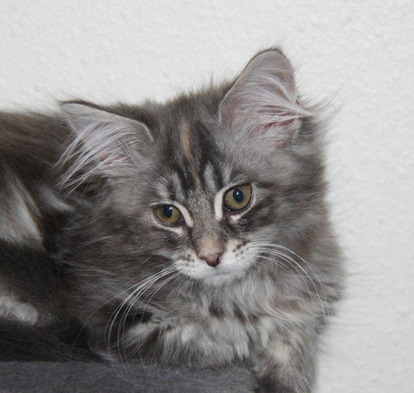 Maine Coon Penny *Sov sødt* billede 10