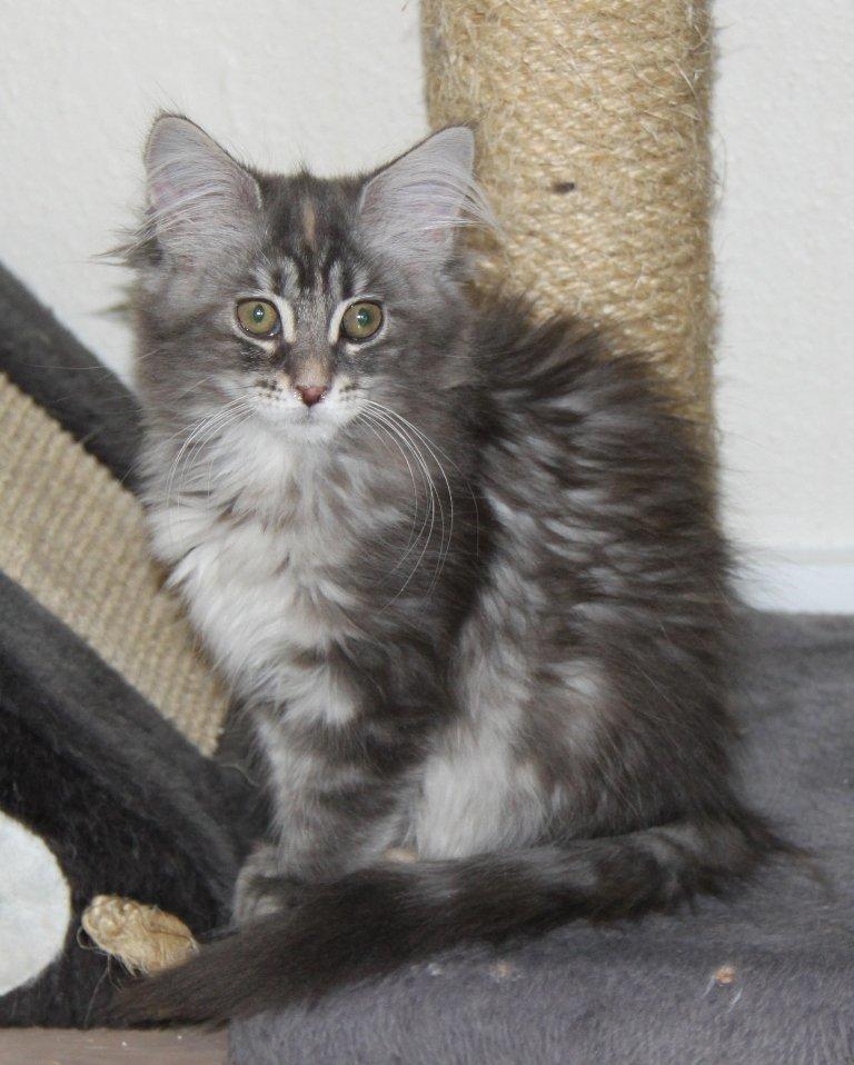 Maine Coon Penny *Sov sødt* billede 11