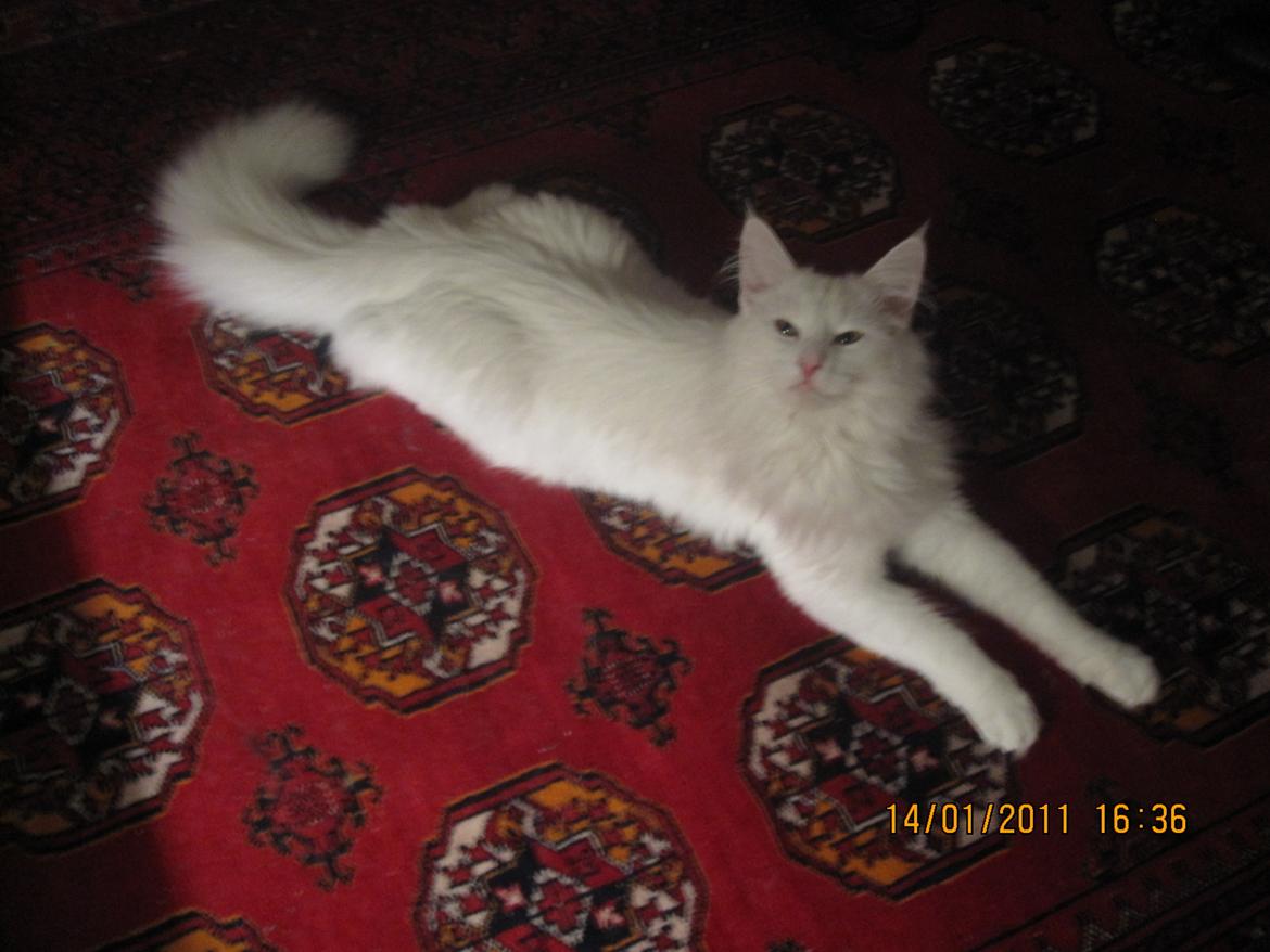 Norsk Skovkat Freya billede 1