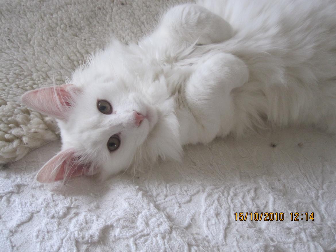 Norsk Skovkat Freya billede 2