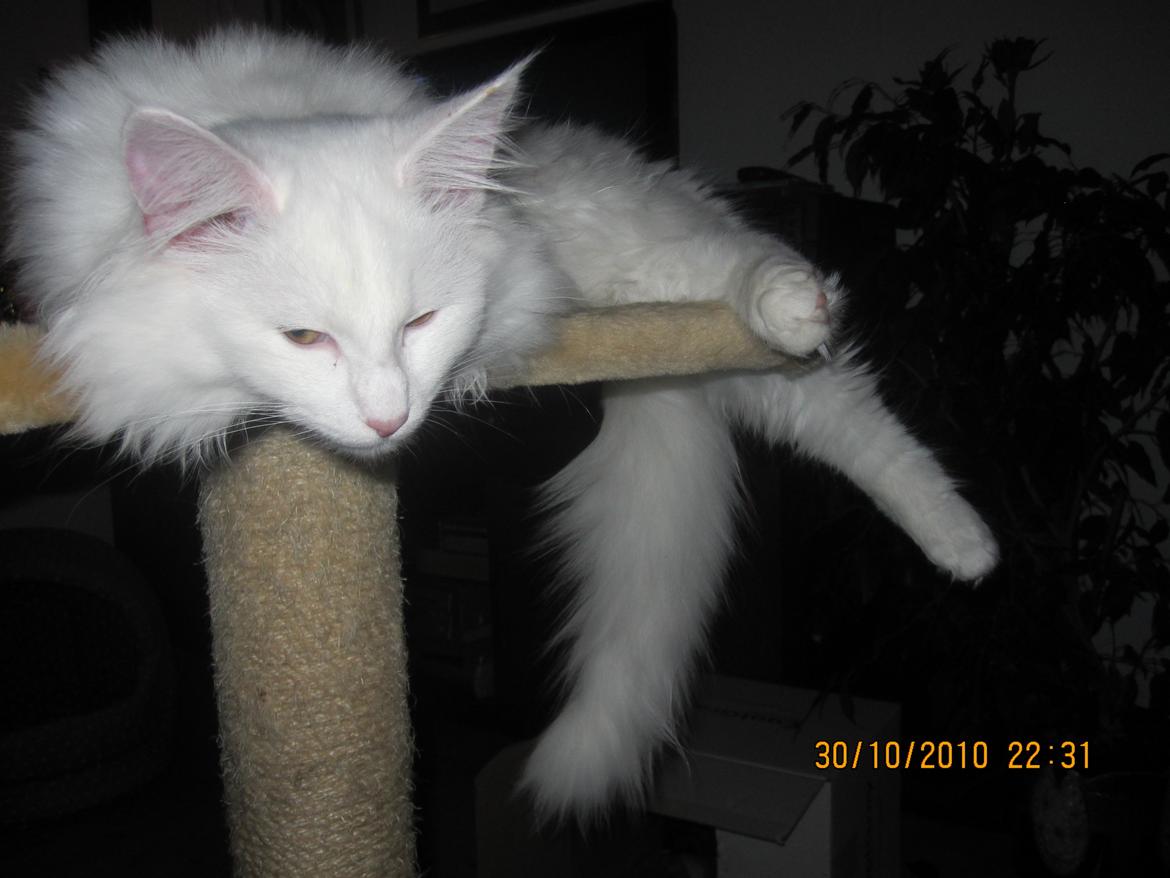 Norsk Skovkat Freya billede 3