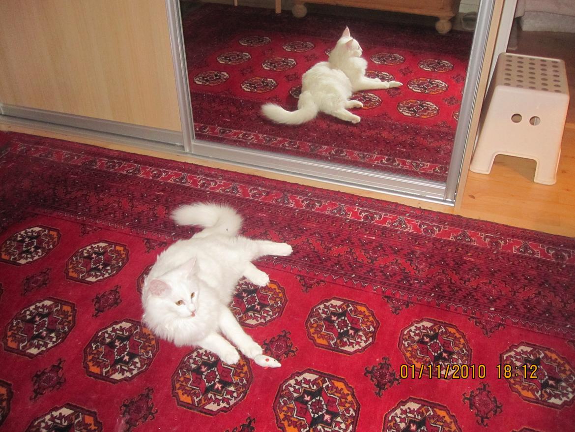 Norsk Skovkat Freya billede 4