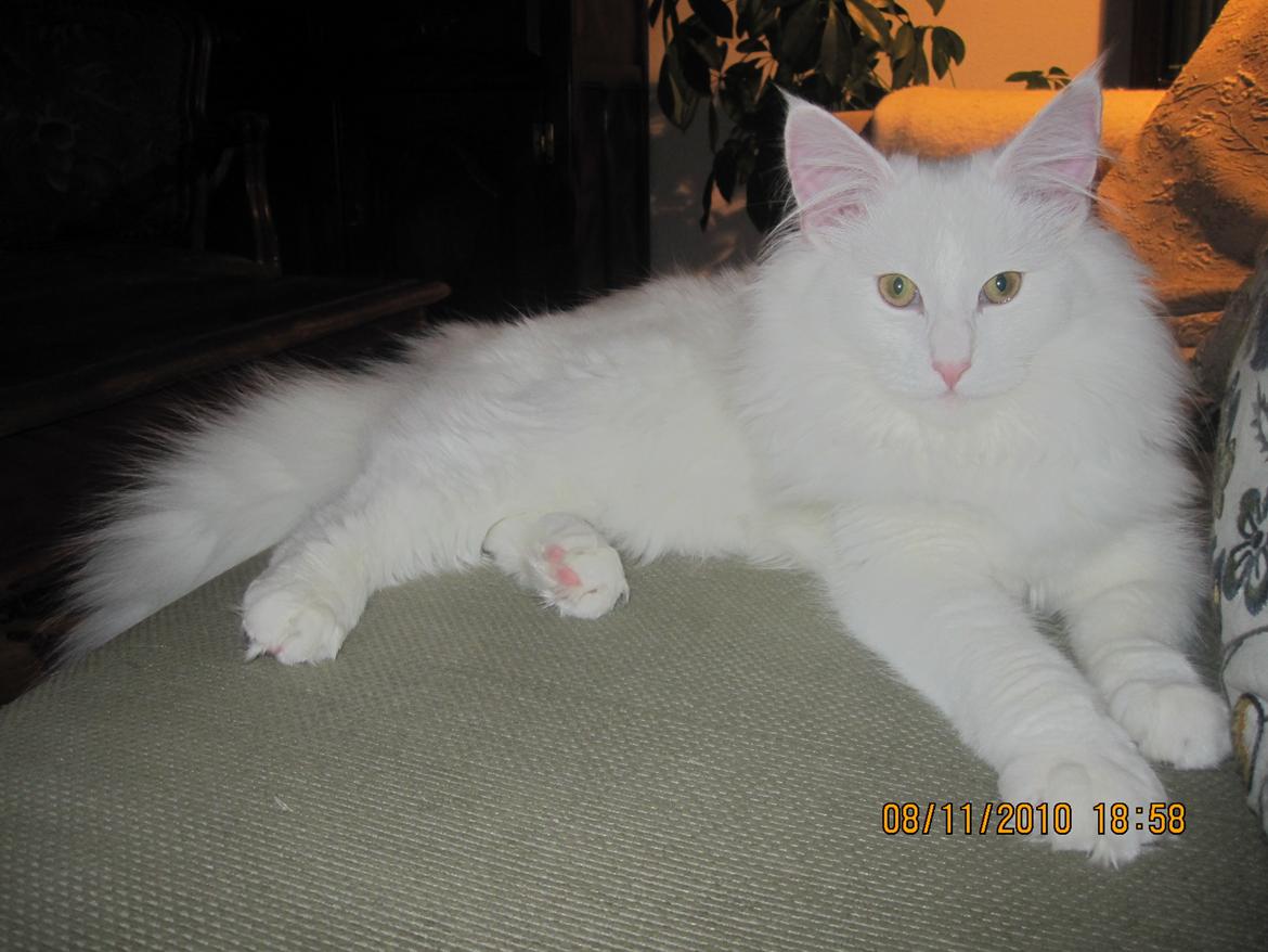 Norsk Skovkat Freya billede 5