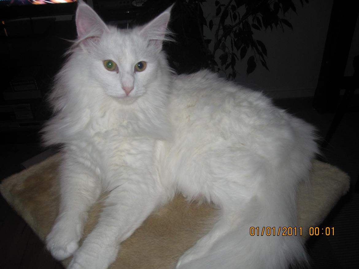 Norsk Skovkat Freya billede 6