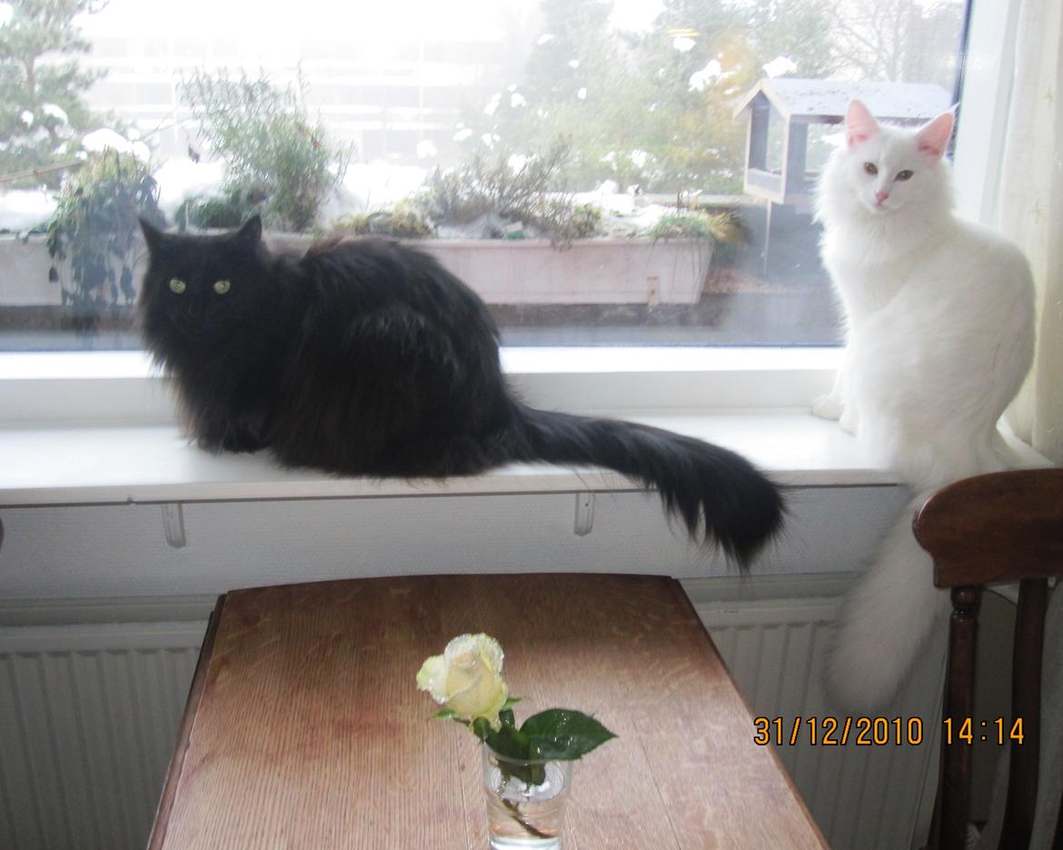 Norsk Skovkat Freya - Lurifaks og Freya billede 7