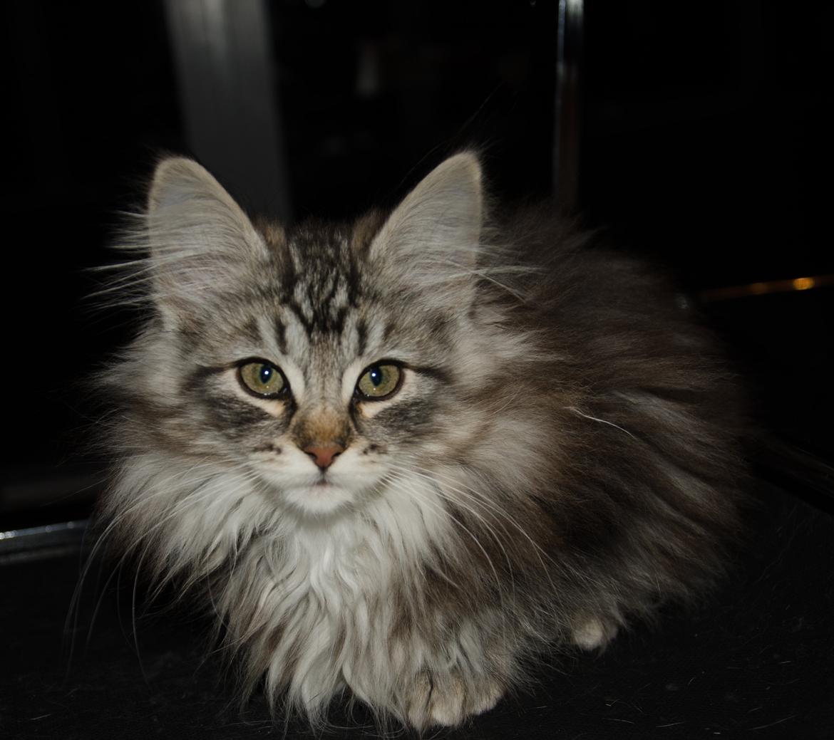 Norsk Skovkat DK Zalethco´s Yoyo billede 2