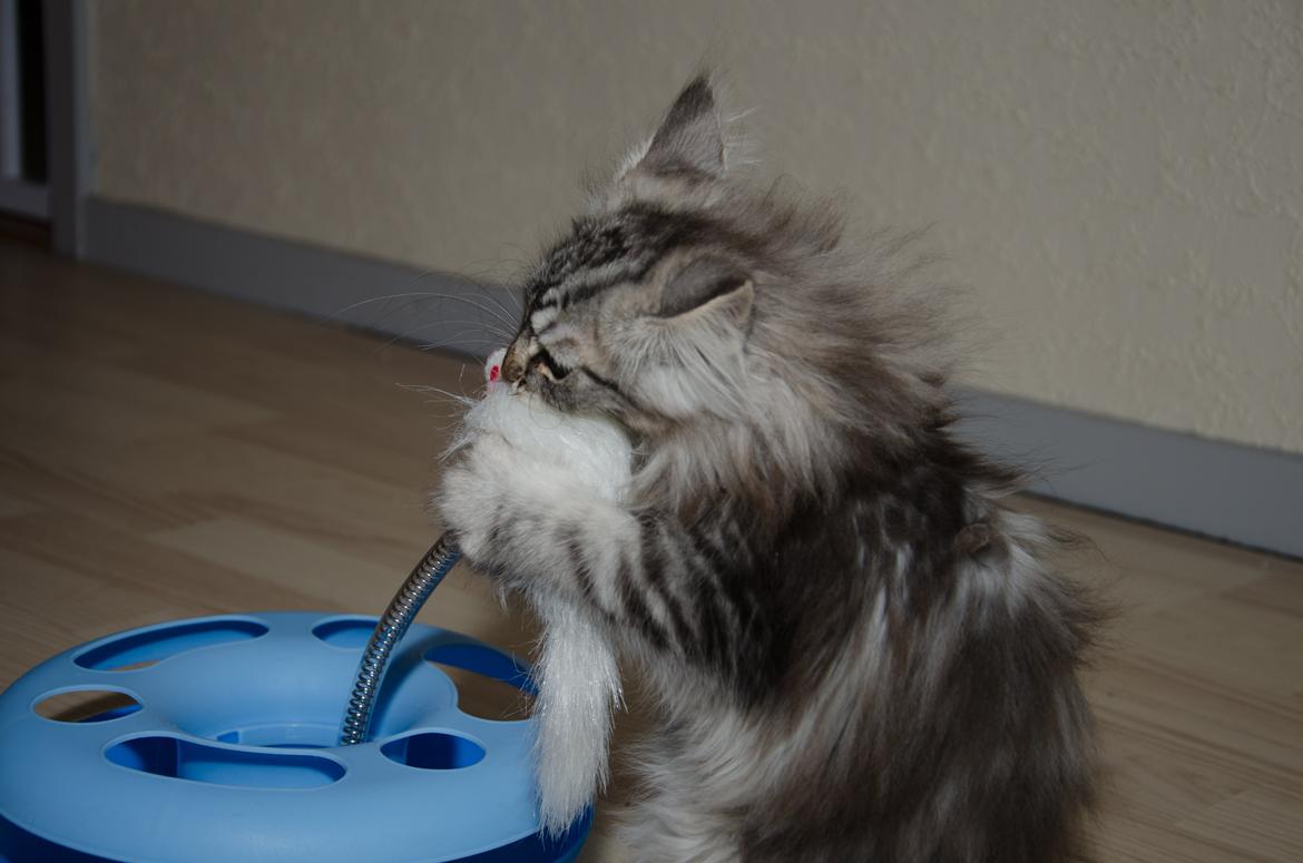 Norsk Skovkat DK Zalethco´s Yoyo billede 4