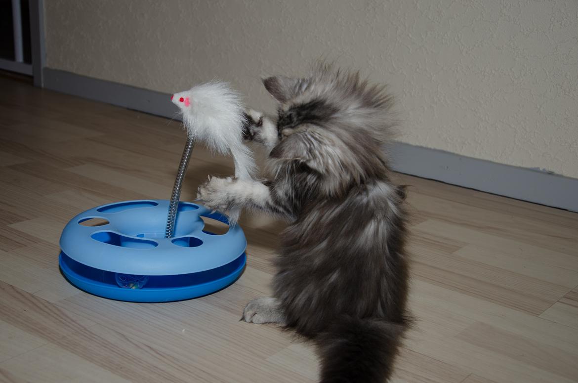 Norsk Skovkat DK Zalethco´s Yoyo billede 5