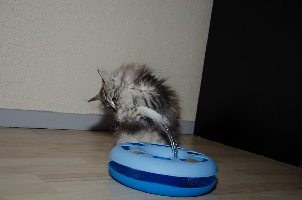 Norsk Skovkat DK Zalethco´s Yoyo billede 6