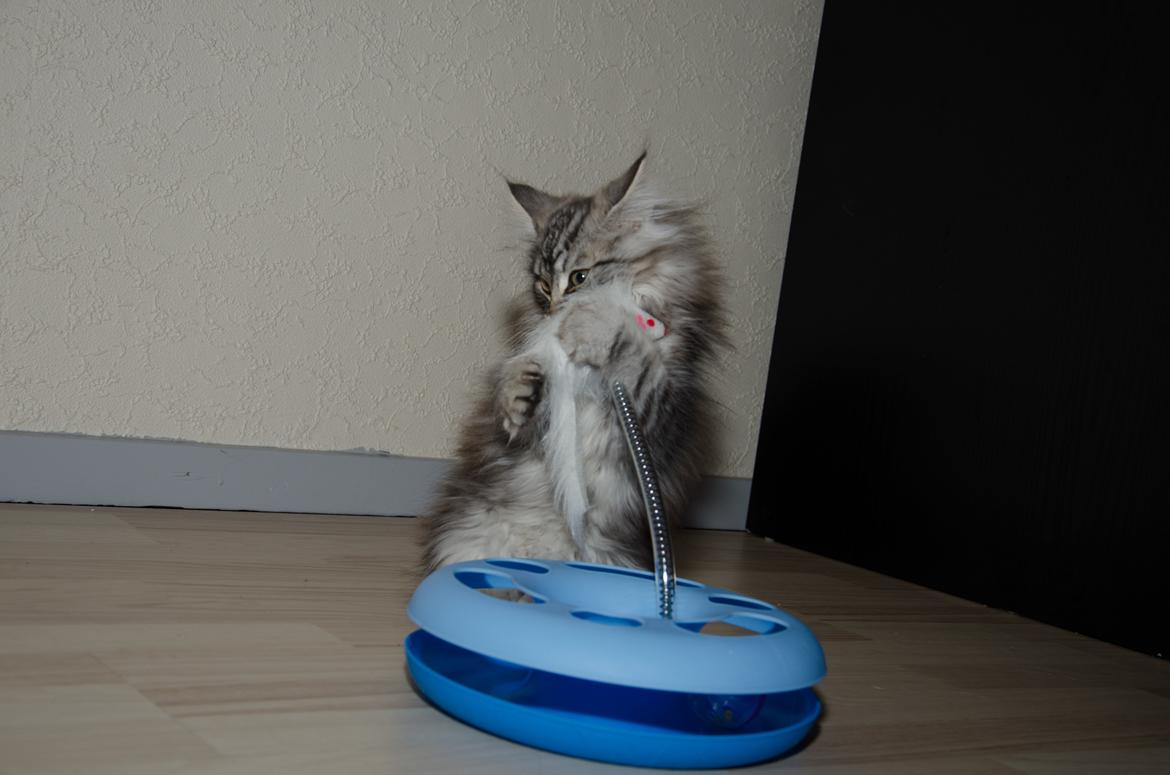 Norsk Skovkat DK Zalethco´s Yoyo billede 7