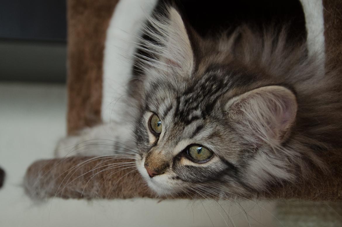 Norsk Skovkat DK Zalethco´s Yoyo billede 1