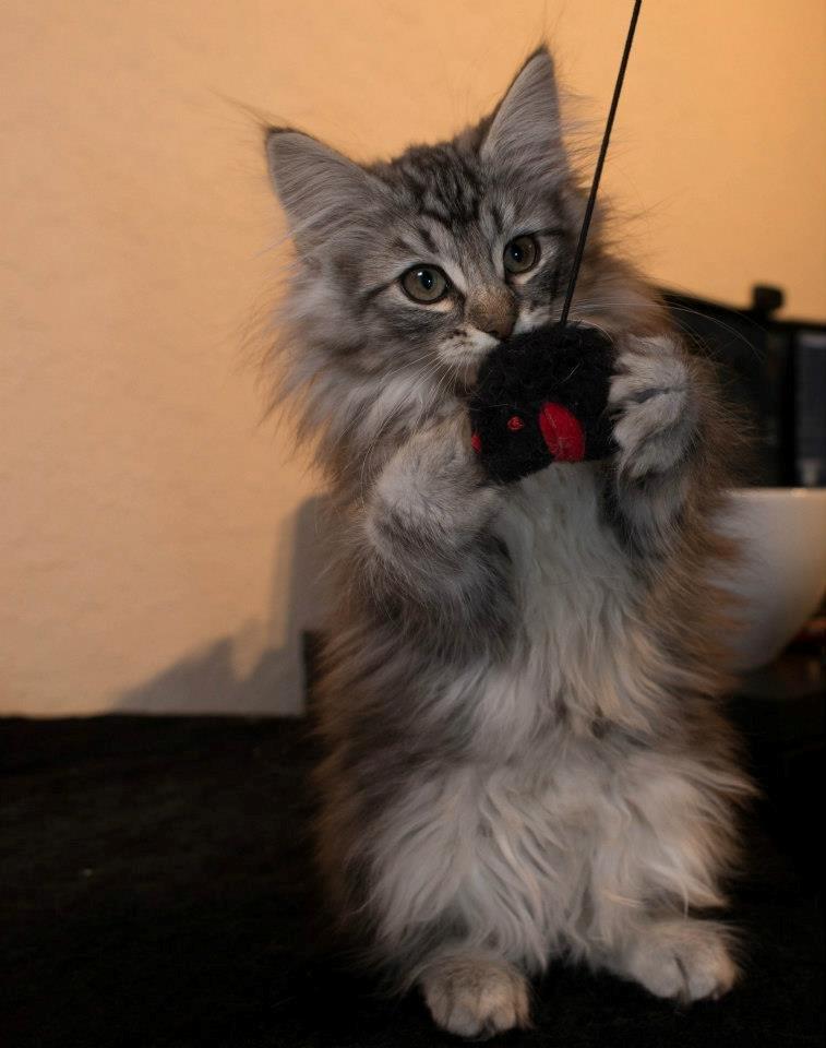 Norsk Skovkat DK Zalethco´s Yoyo billede 3