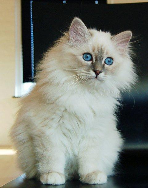 Hellig Birma Dee Chandee's Bou Bumblebee - Smukke Bou billede 5