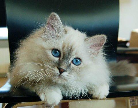 Hellig Birma Dee Chandee's Bou Bumblebee - Baby Bou billede 4