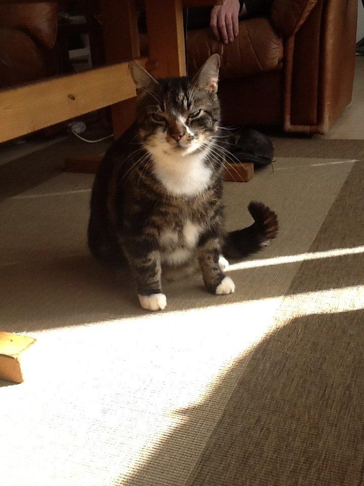 Huskat Turbo - skønheden<3<3 billede 2