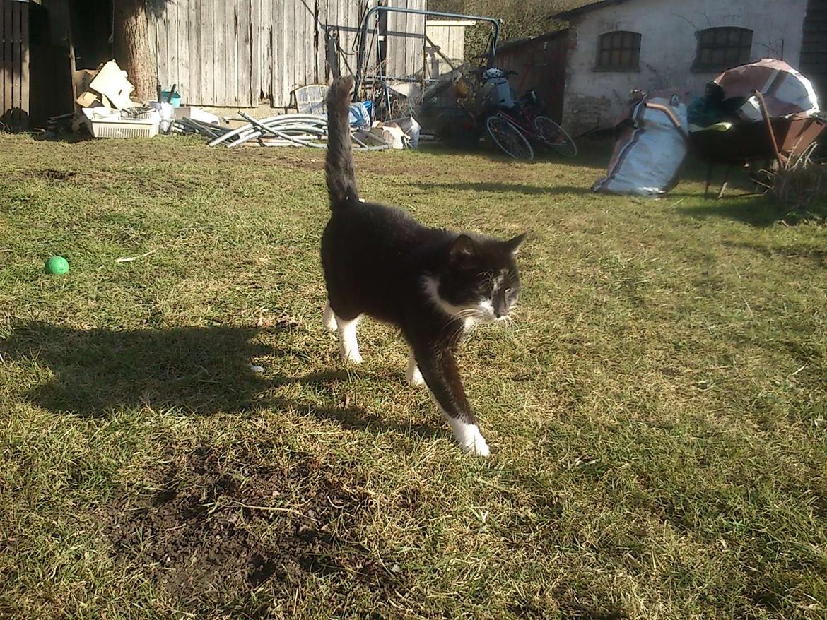 Blanding af racer rex - 2013--12 år billede 17