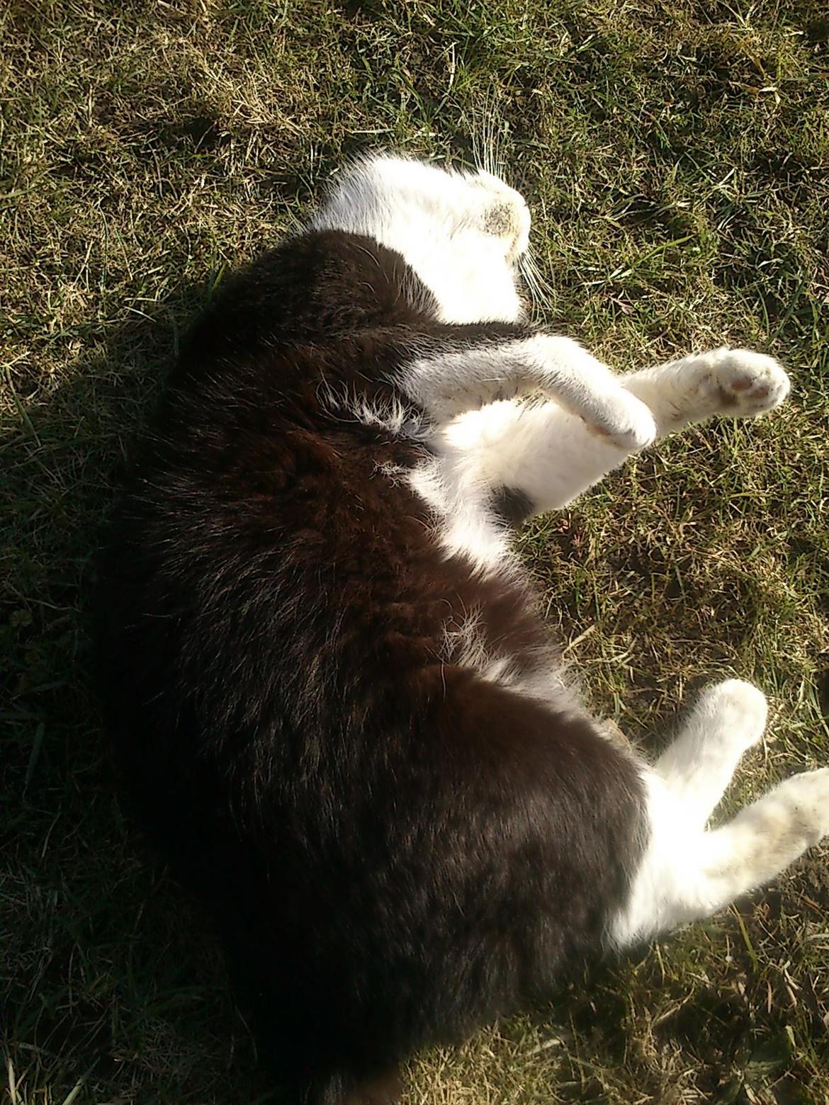 Blanding af racer rex - 2013--12 år billede 19