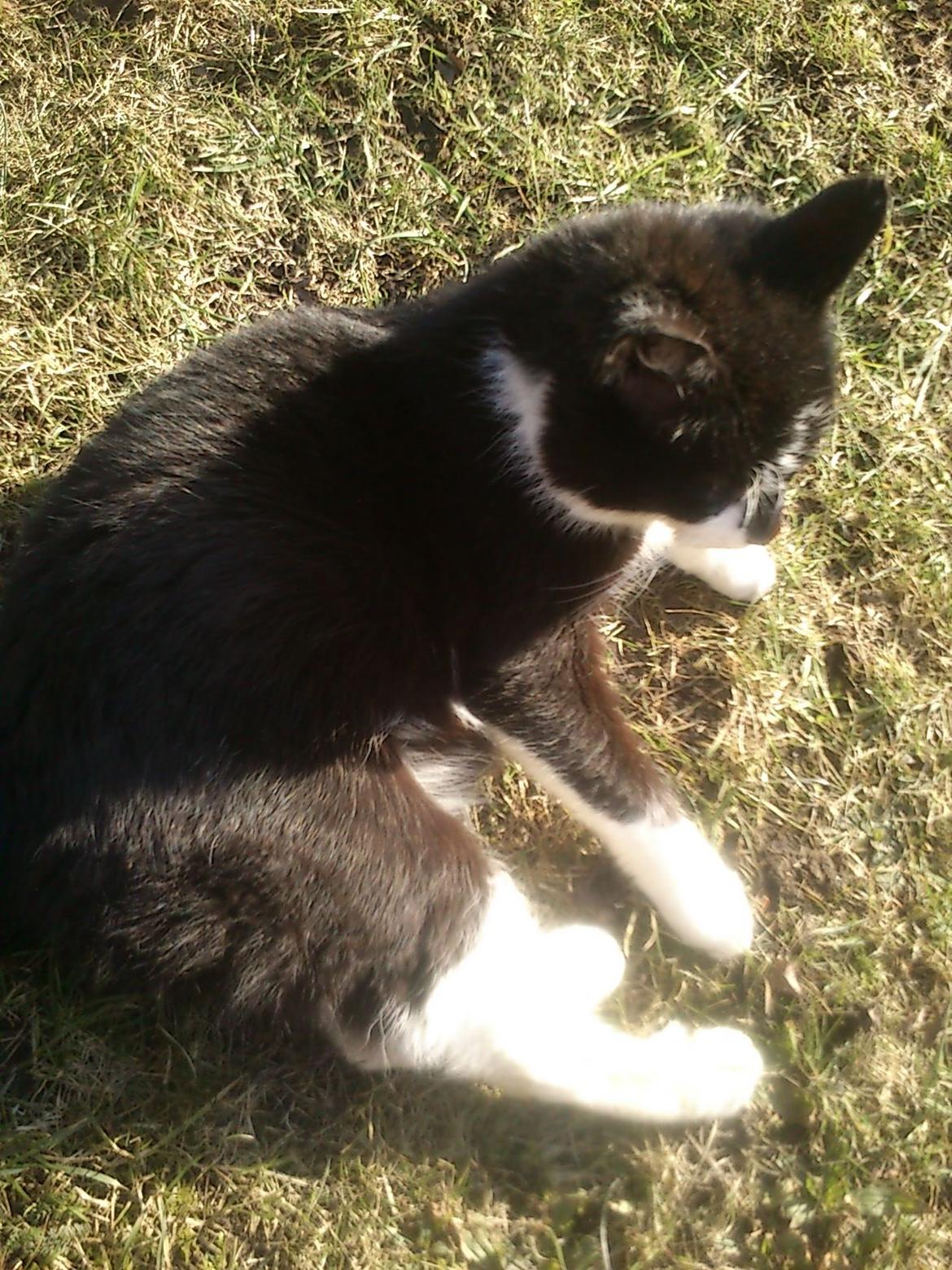 Blanding af racer rex - 2013--12 år billede 21