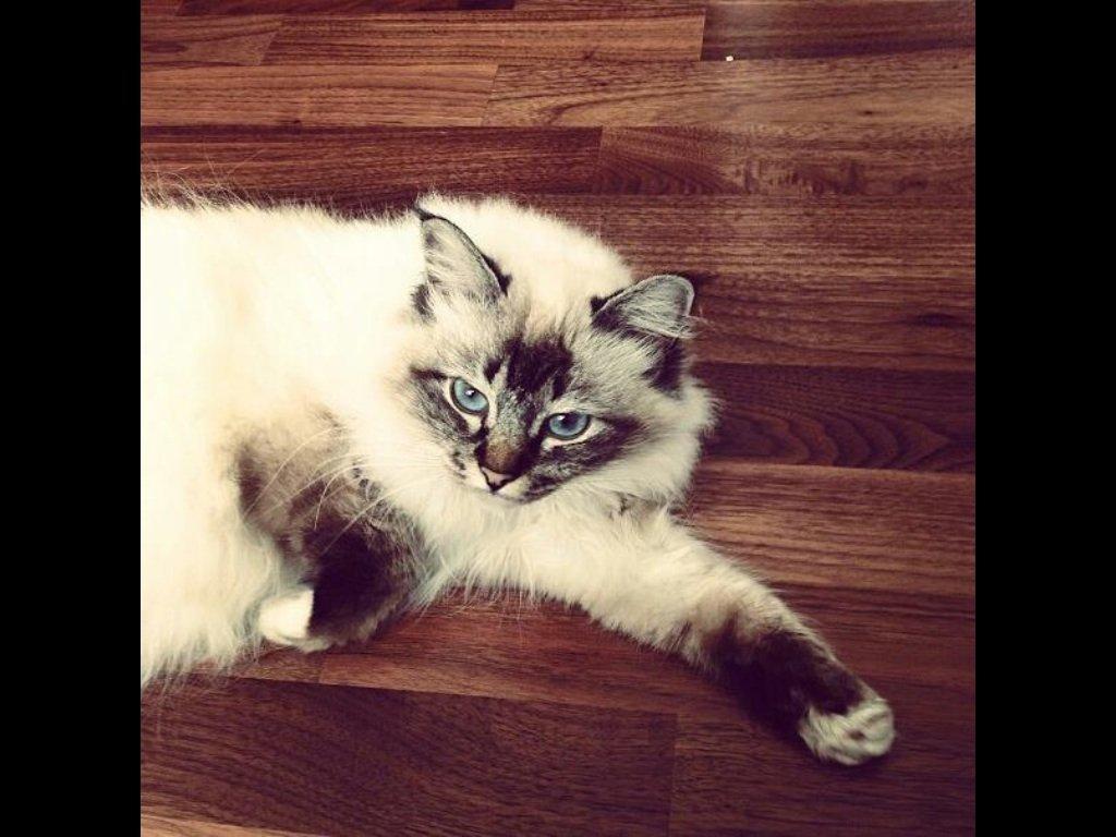 Hellig Birma Cappuccino billede 8