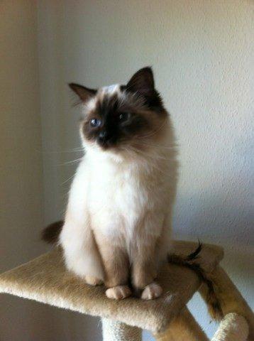 Hellig Birma Coco billede 1