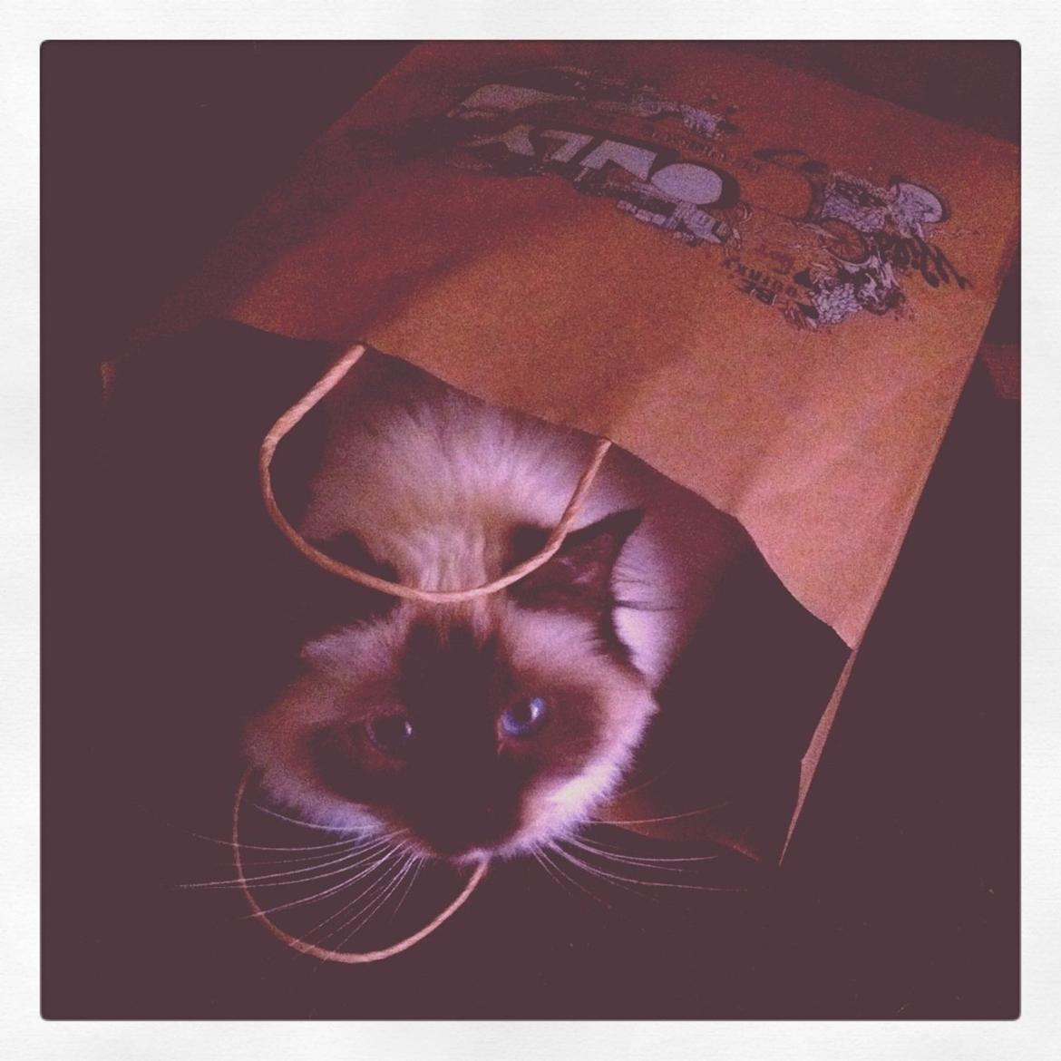 Hellig Birma Coco - Coco elsker at gemme sig i poser billede 2