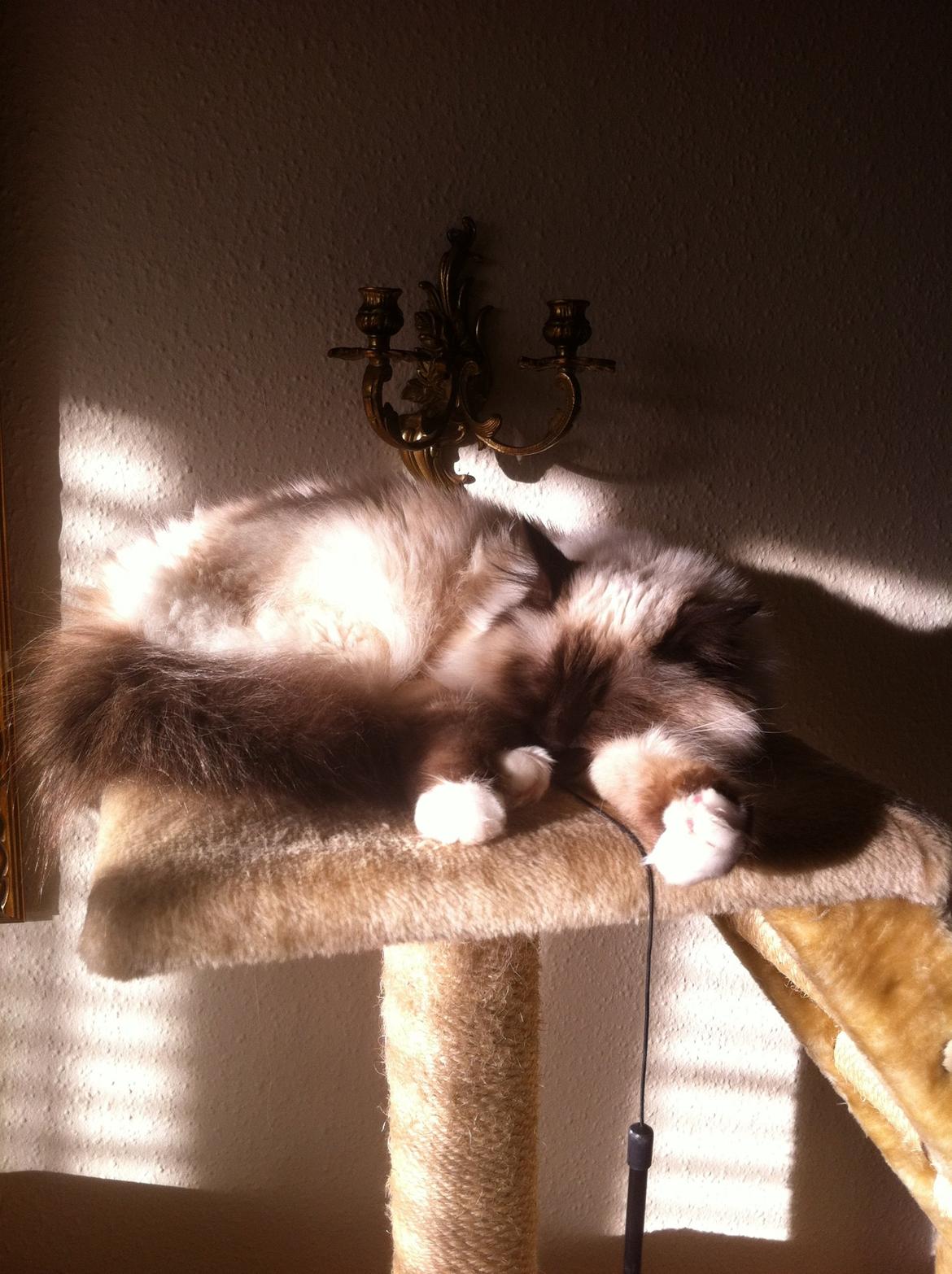 Hellig Birma Coco - Nyder den varme sol, imens han ligger og slapper af på sit legestativ billede 3