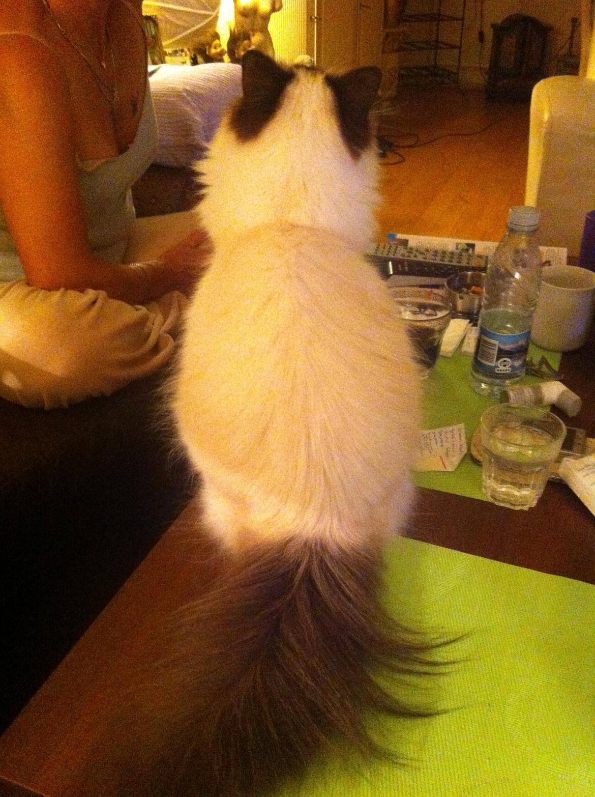 Hellig Birma Coco - Står model billede 4