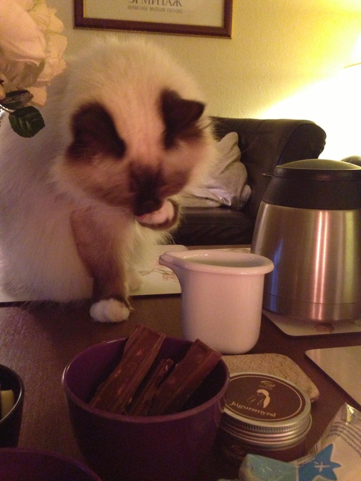 Hellig Birma Coco - Coco drikker mælk med poten billede 5