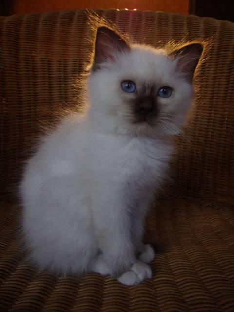 Hellig Birma Coco - Coco som killing billede 6