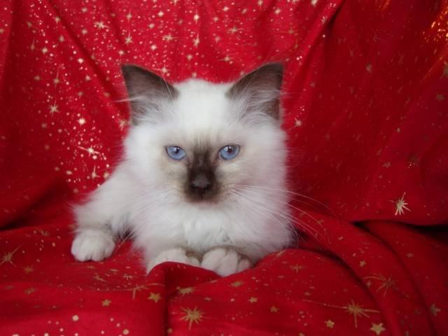 Hellig Birma Coco - Julebillede billede 7