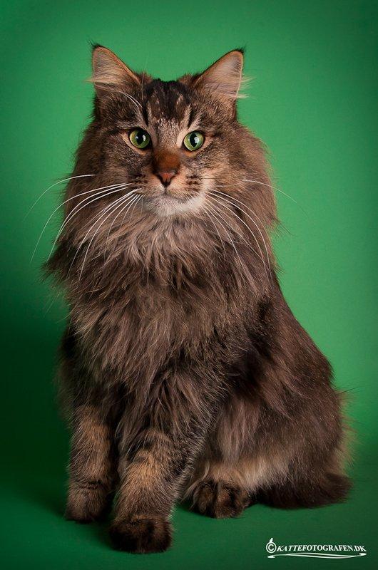 Norsk Skovkat Sofiebo`s Bastian - Dejlige Basse billede 5