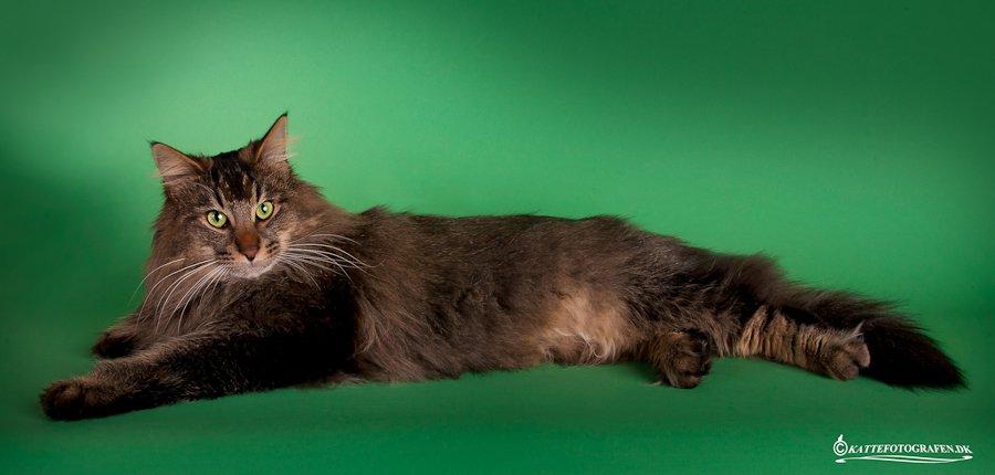 Norsk Skovkat Sofiebo`s Bastian billede 6