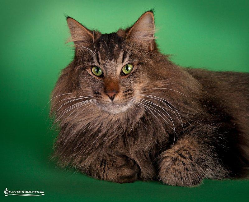 Norsk Skovkat Sofiebo`s Bastian - Sofiebo´s Bastian billede 4