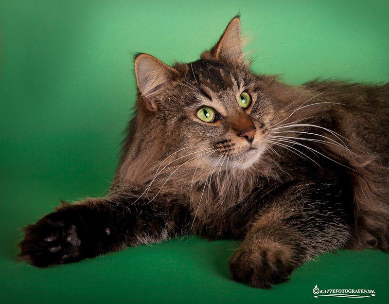 Norsk Skovkat Sofiebo`s Bastian billede 7