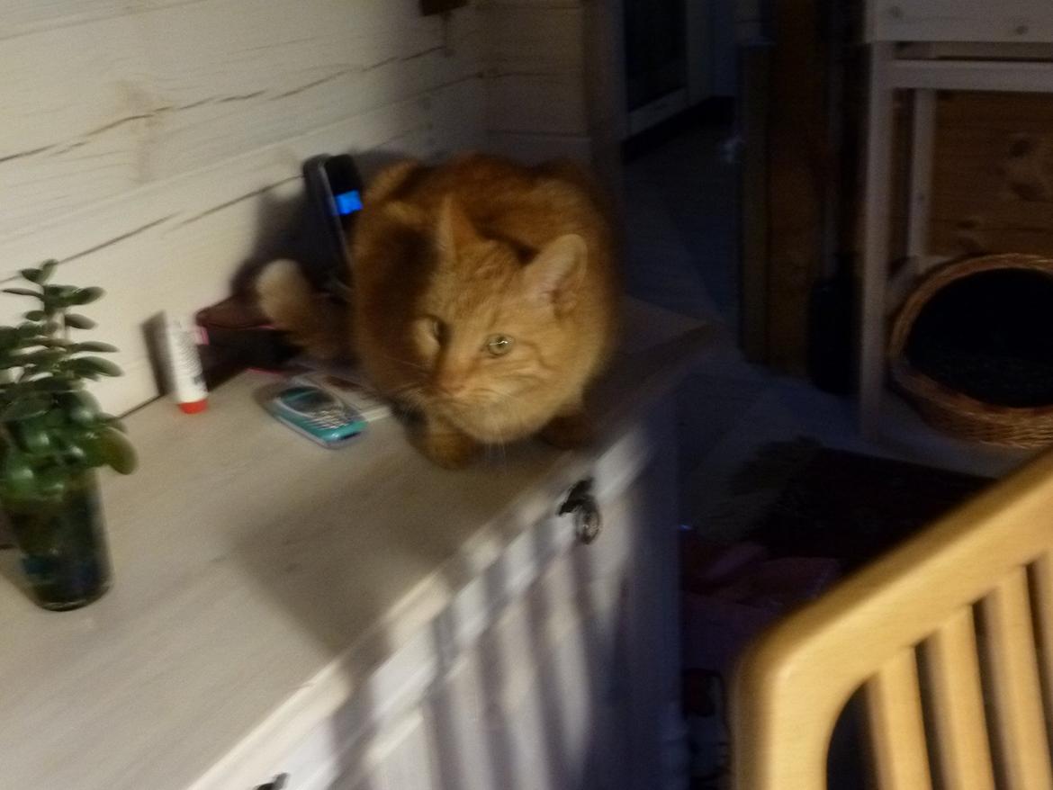 Huskat Filli billede 1