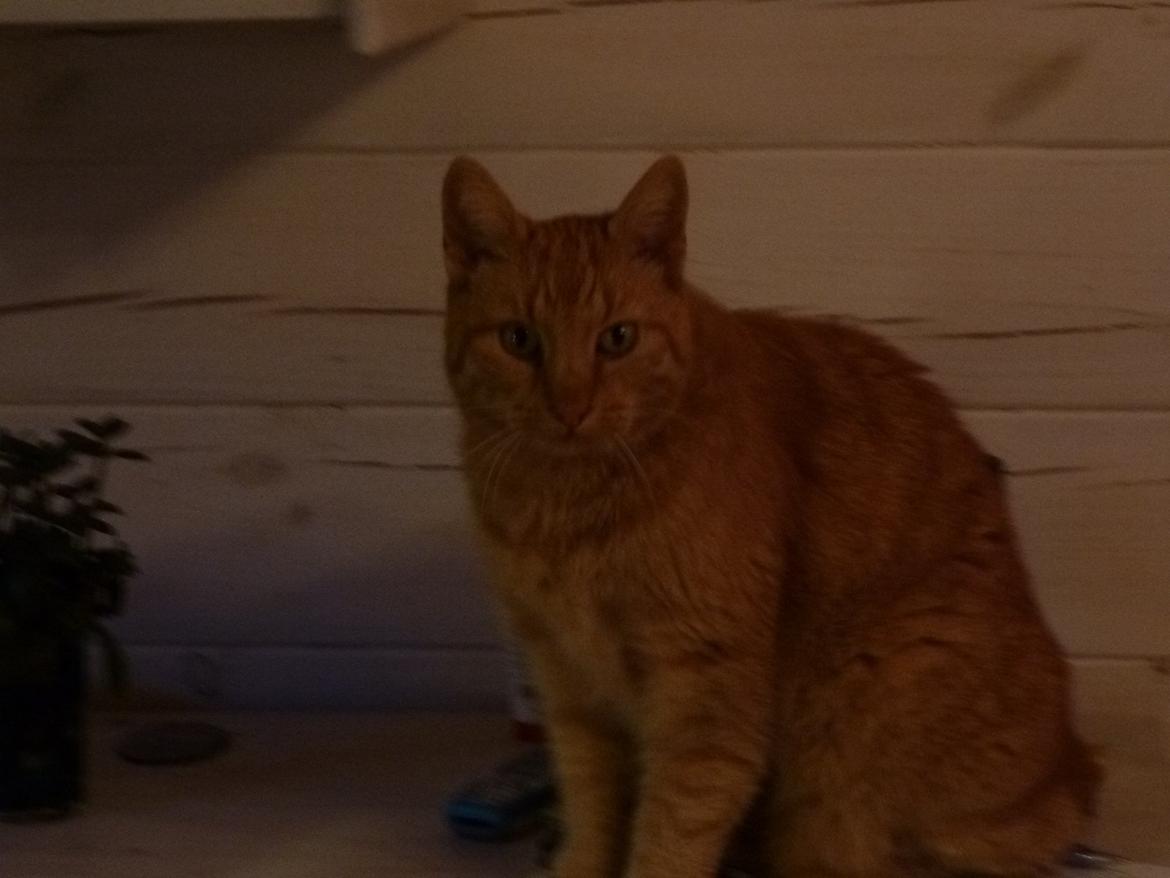 Huskat Filli billede 2