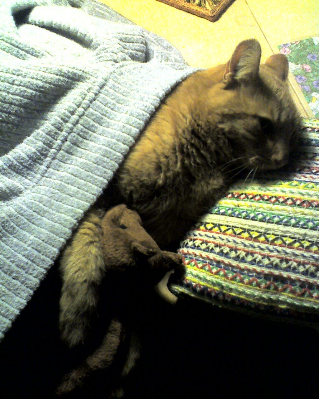 Huskat Filli billede 3