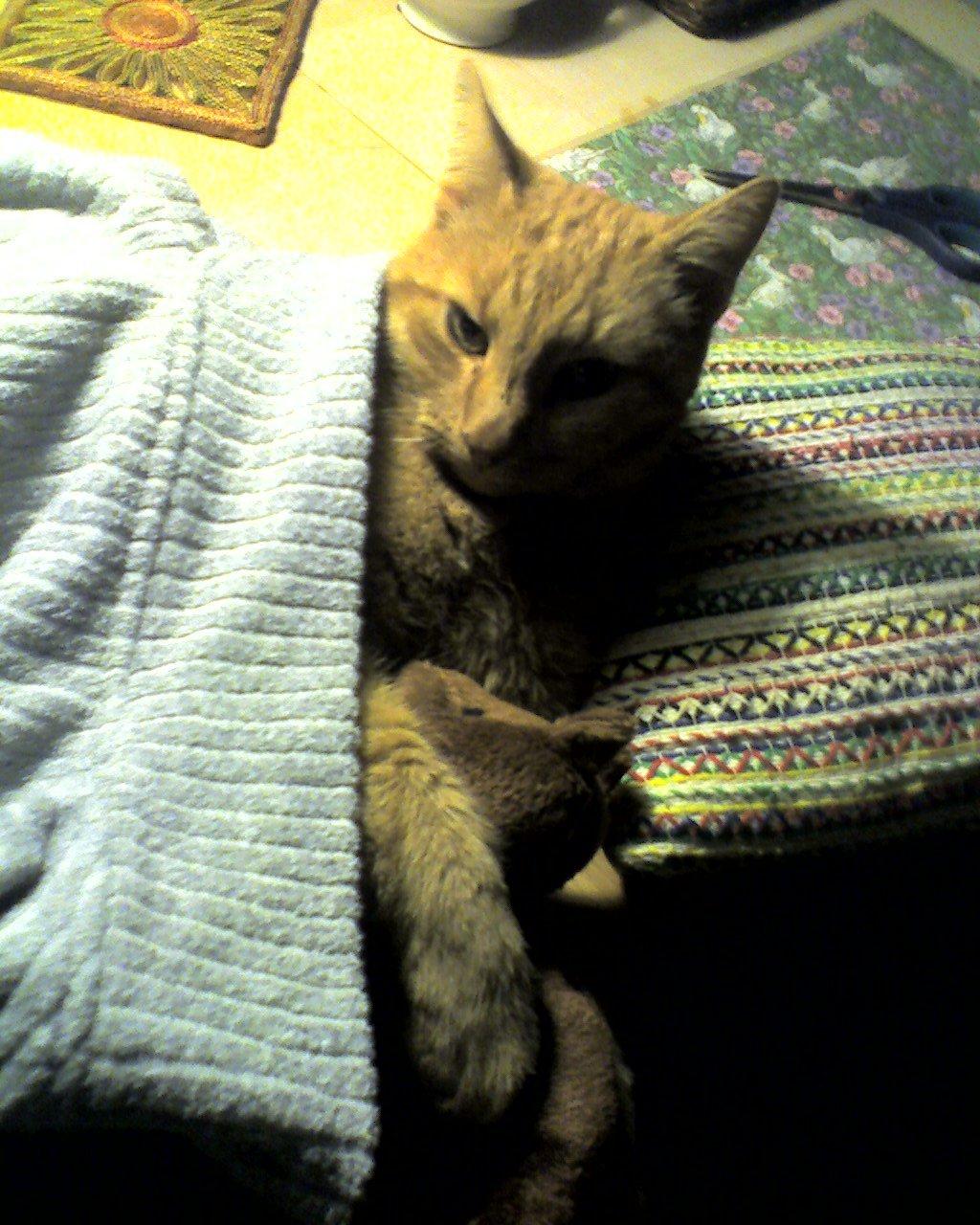 Huskat Filli billede 4