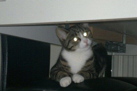 Huskat Mille billede 4