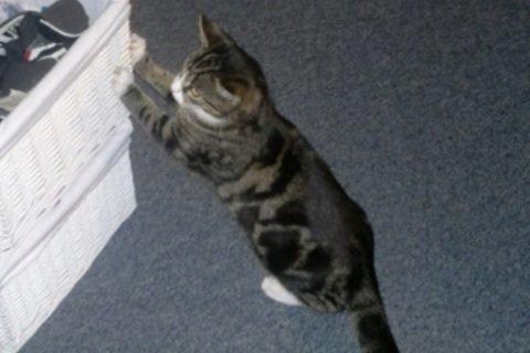 Huskat Mille billede 16