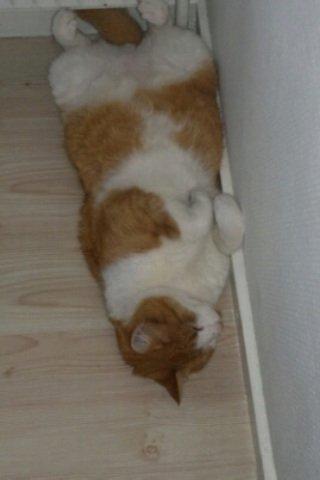 Huskat Mickey billede 12