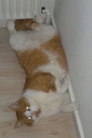 Huskat Mickey billede 13