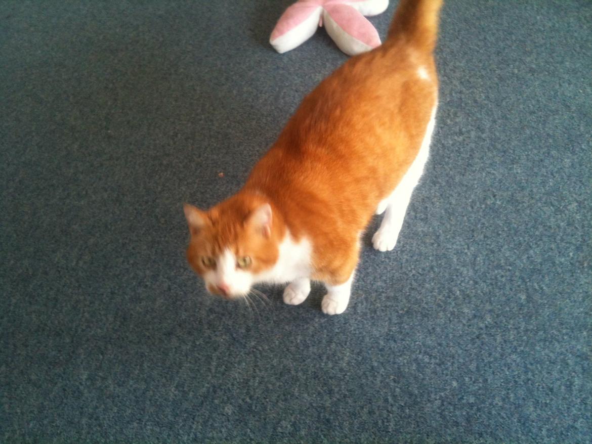 Huskat Mickey billede 14