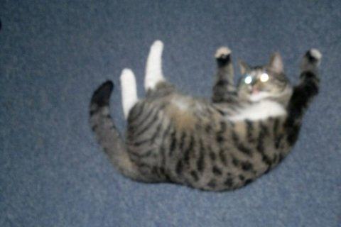 Huskat Cecilie billede 13